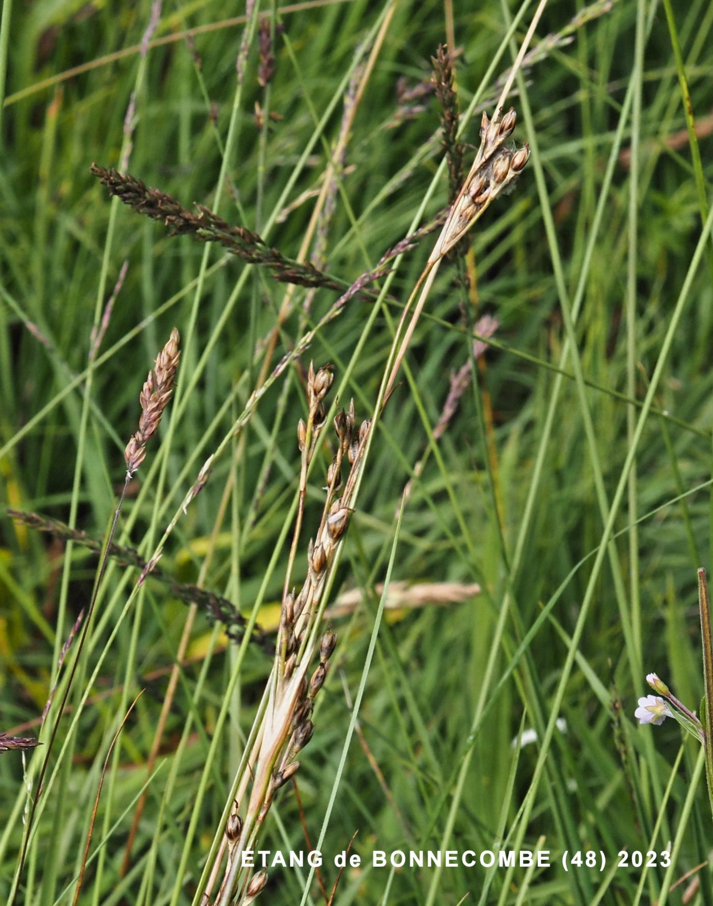 Rush, Heath leaf